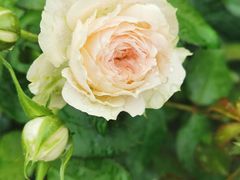 -昆山城市生态森林公园