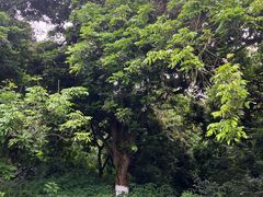 -张坝桂圆林公园