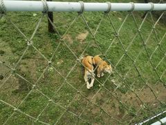 -西霞口神雕山野生动物世界