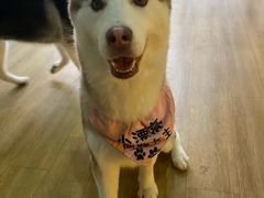 -Husky Go! 哈士奇体验馆·宠物咖啡厅狗咖