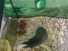 -藦茜花园宠物主题亲子互动体验馆(国顺东路店)