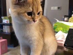 -东方名猫馆·英短金渐层布偶猫舍(环线广场1号楼店)