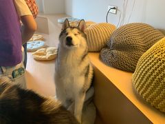 -Husky Go! 哈士奇体验馆·宠物咖啡厅狗咖
