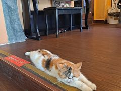 -猫岛主趣味餐厅(鼓浪屿店)