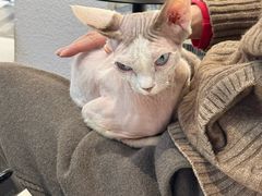 -琪喵猫屋·撸猫猫咖·猫舍