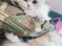 -猫大福·Fortune Cat猫舍(百子湾店)