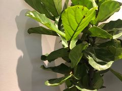 -喜茶(上海兴业太古汇店)