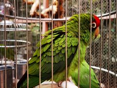 -南宫五洲植物乐园