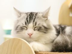 -飞行喵MR PILOT|猫舍·猫咖(静安大融城店)