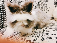 -平行世界·猫咖(首经贸店)