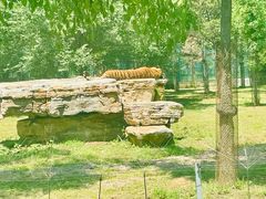 -秦皇岛野生动物园