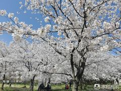 -苏州上方山国家森林公园