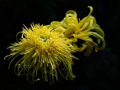 -杭州植物园