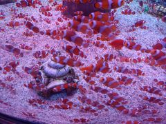 -海合安成都极地海洋公园
