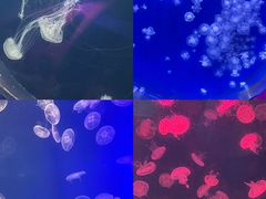 -海合安武汉极地海洋公园