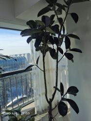 -HEYAN荷妍专业脱毛连锁机构