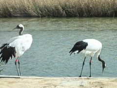 -盐城丹顶鹤湿地生态旅游区