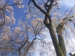 -醍醐寺