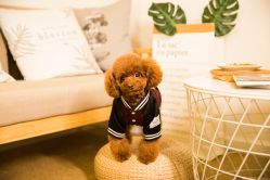 -ZOO KIDS象集摄影工作室(西城公馆店)