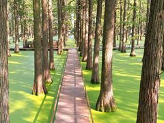 -渌洋湖湿地公园