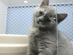 -喵的天空名猫咖啡馆·撸猫·猫舍·用品