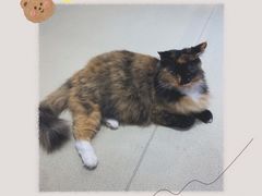 -藏猫猫咖啡主题馆(中央大道店)