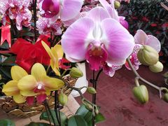 -秦美花卉(天朗·莱茵小城2期店)