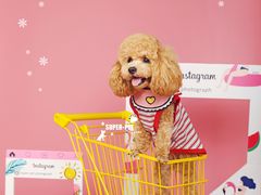 -超宠爱宠物摄影-Super pet