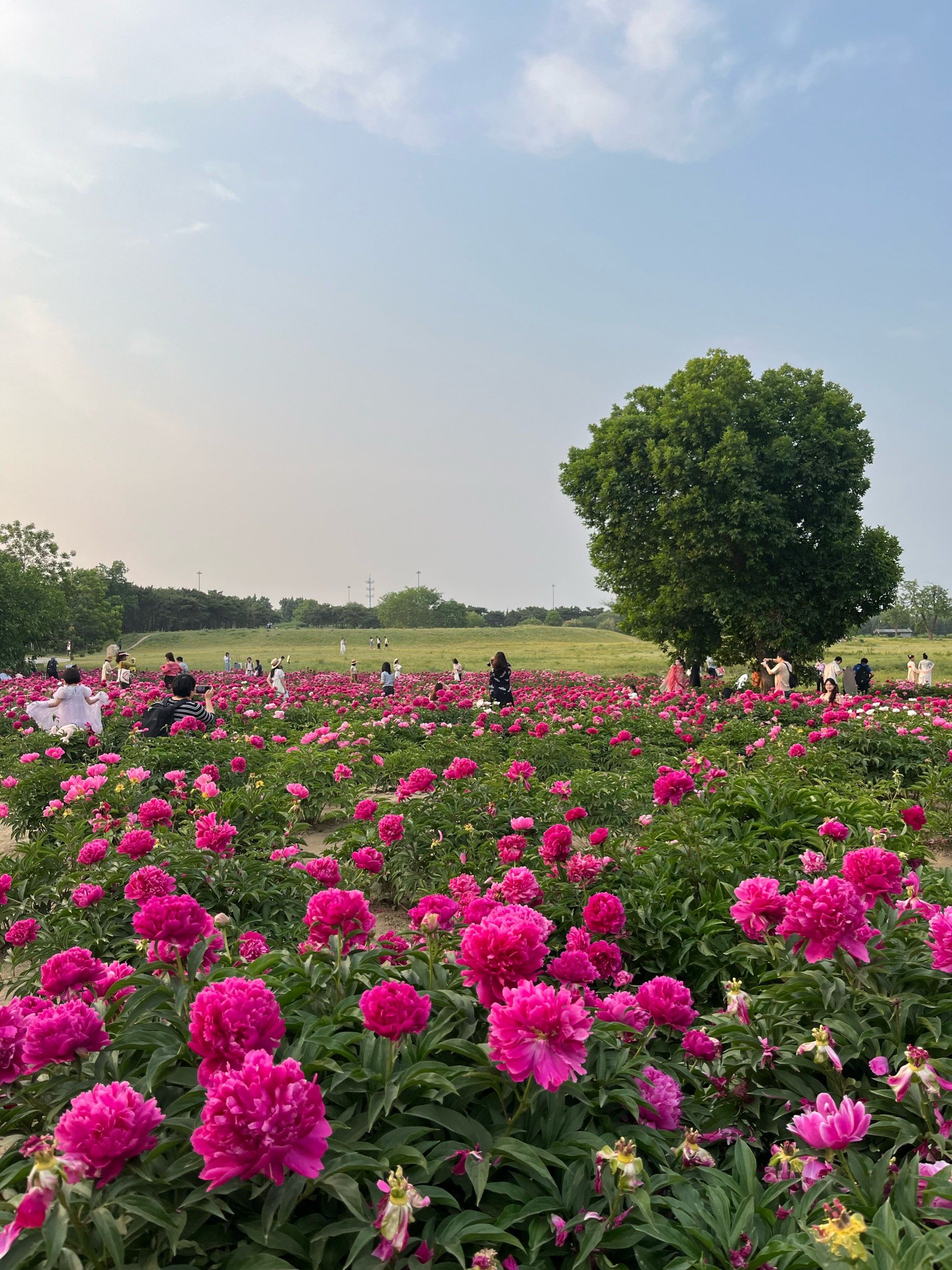 圆明园芍药花海✅