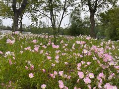-苏州上方山国家森林公园