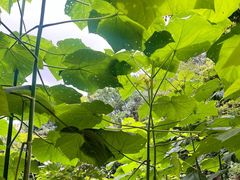 -素山寺森林公园