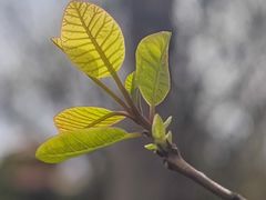 -燕郊植物园