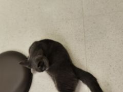 -飞行喵MR PILOT|猫舍·猫咖(静安大融城店)