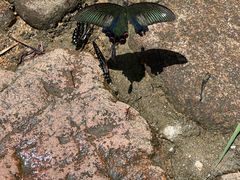 -广州白江湖森林公园