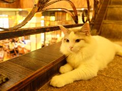 -more than meow吴止猫主题餐厅(承德 中船汇店)