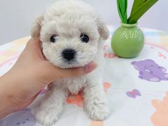 -萌宠之家·腊肠犬·马尔泰·小体犬舍