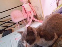-猫先生桌游