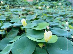 -厦门园林博览苑