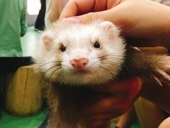 -藦茜花园宠物主题亲子互动体验馆(国顺东路店)