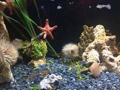-悉尼海洋生物水族馆