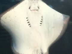 -瑞德姆美人鱼海底演艺主题餐厅(亚龙湾店)