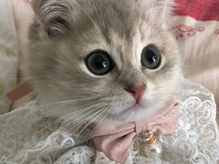 -东方名猫馆·英短金渐层布偶猫舍(环线广场1号楼店)