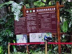 -西双版纳原始森林公园