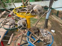 -西霞口神雕山野生动物世界