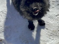 -宫城藏王狐狸村