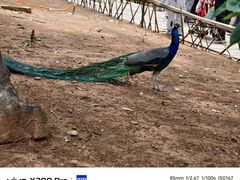 -昆明动物园