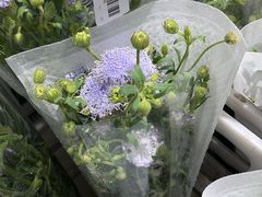 -循礼门鲜花花市(武汉循礼门店)