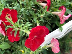 -鸡毛店·川菜(双楠店)