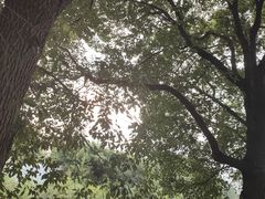 -中央公园(苏州工业园区)
