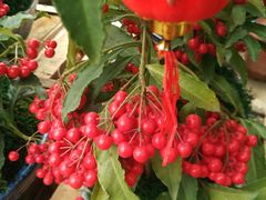 -龙大花卉苗木市场